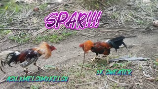 ASIL MELSIM X KELSO   VS  5K SWEATER   SPAR!!     JRP BACKYARD
