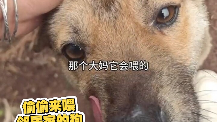 ต้องใช้เวลานานแค่ไหนถึงจะแอบป้อนอาหารให้หมาบ้านข้างๆ อ้วนได้? วันแรกทนดูไม่ไหวแล้ว มันผอมเกินไป!