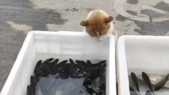 Today's most loyal customer at the stall