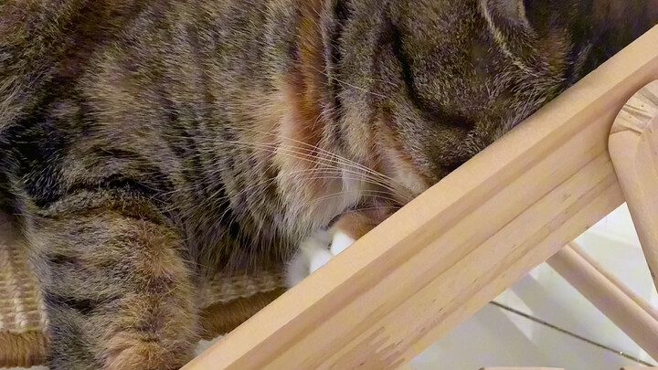 Kucing: Apa kali pertama suami aku justru untuk Silver Tabby?