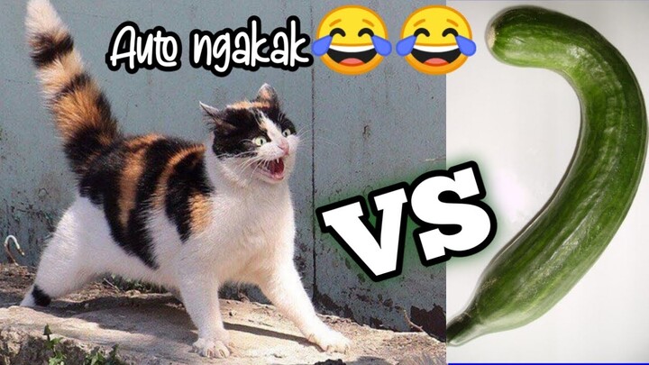 TAHAN TAWA !!!! KUCING vs TIMUN