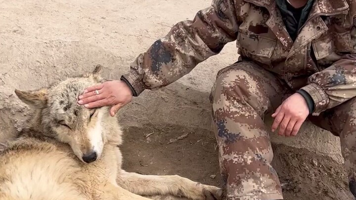 كيف يكون شعور تنويم الذئب؟