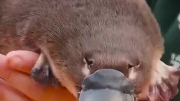 Thú mỏ vịt – sinh vật lỗi của thế giới