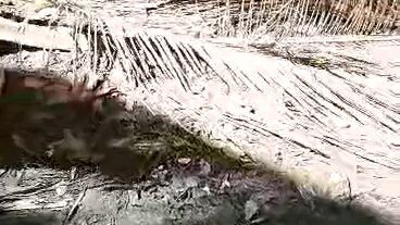 5×winner bulik proof tinola lines TUPADA LNG