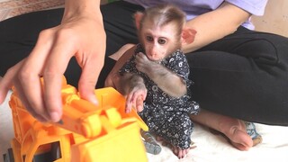 Mino monkey play with toy car