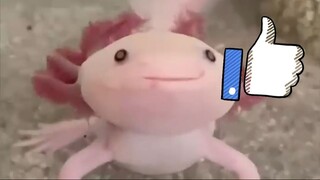 Axolotl