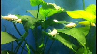 Albino Corydora Leaf Parking 😁😁😁