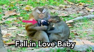 Oops!! Pigtail Monkey Teresa Fall In Love To Baby Jayden So Much,Baby Monkey Very Happy To Show Film