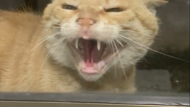 Con mèo thế này thì khác gì rắn? Lại còn bảo là tôi tự cho nó vào, thật sự phát bực luôn!