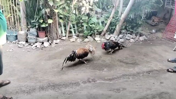 Brassback Butcher vs Biboy Bulik/Gilmore