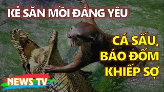 Loài vật khiến Cá Sấu và Báo Đốm phải bỏ chạy khi đối mặt