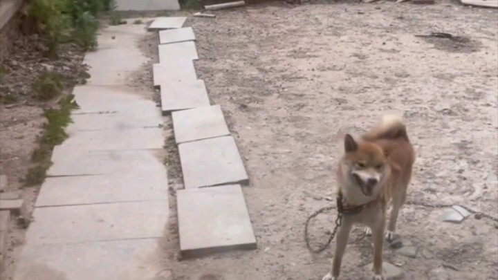 Dog: “It’s gone—there’s nothing left.”