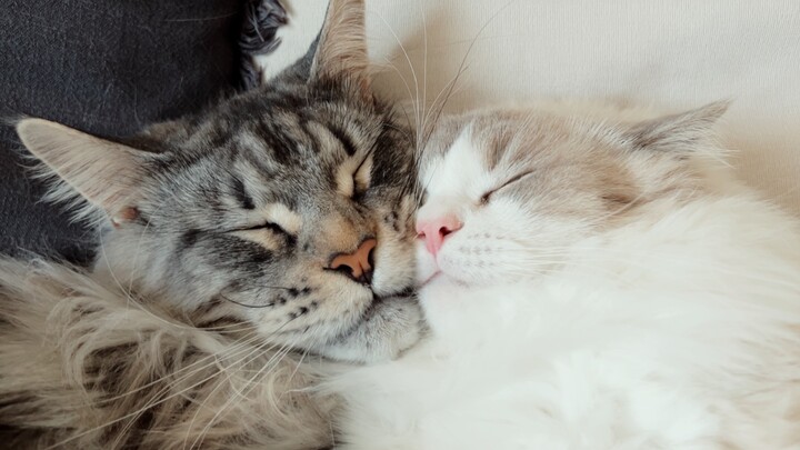 Two Cats Napping in the Afternoon