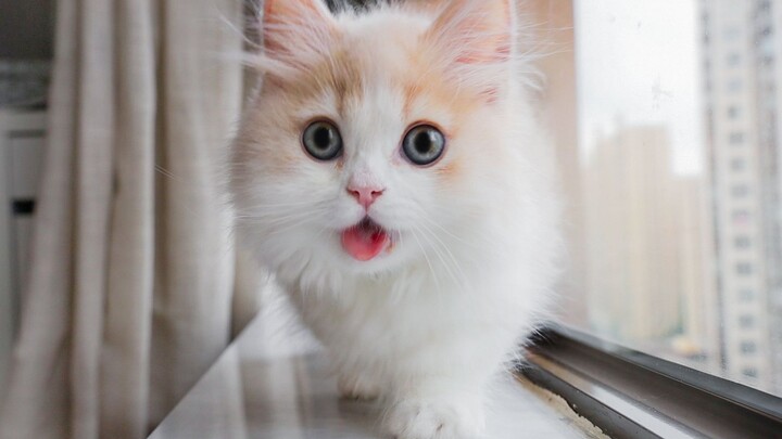 ฮวาฮวาและสามแมว รวมความน่ารักของเหนียนเกา (ตอนจบ)