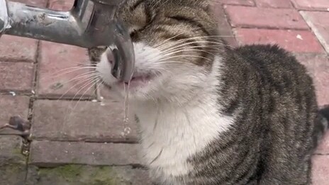 สำหรับมัน คุณคือพระเจ้าแห่งดาวแมวเลยล่ะ