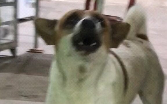 สุนัขดีเจ