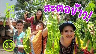 ต้นสะตอ ของจริงเป็นแบบนี้ ! - วัตถุดิบ EP33