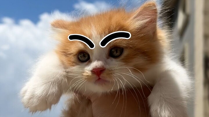 A Country Cat’s Birthday Diary: Available for Adoption