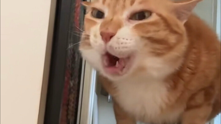 Come in and listen to the kitten’s weird little meows—they’re so cute!
