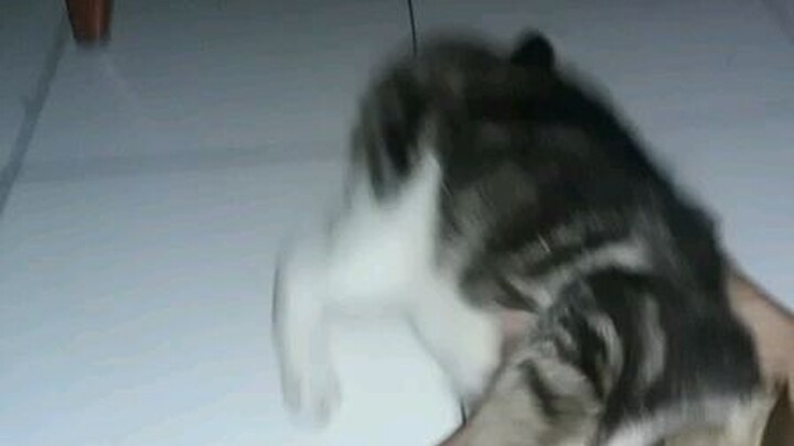 mana ni catlovers