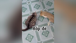 Bắp có bầu chị  Đừng nghỉ chơi em nha 🙄🙄 mèo cat