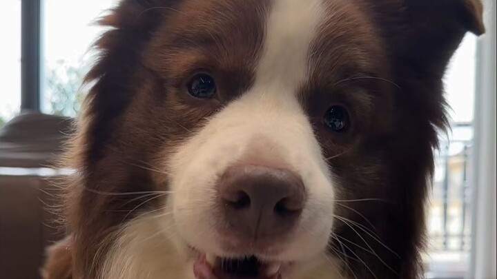 ทำไมน้องหมาถึงรำคาญคุณพ่อล่ะ?