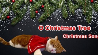 เพลงคริสต์มาส เพลง O Christmas Tree ~ Christmas Song Scottish Fold ~ สก็อตติชโฟลด์