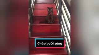 Buổi sáng cùng đám mèo mèo meow Nguyenhoanghaidang meocute meohoang cat catsoftiktok catvideo banhuot mayconmeo