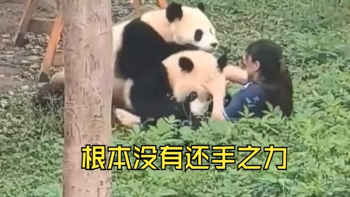 熊猫：我要真想伤人，你早就没命了。毕竟哥当年可是蚩尤的坐骑~~~