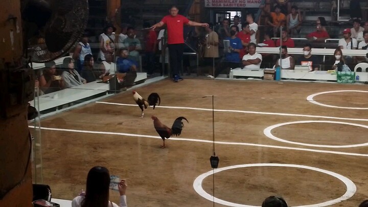 5 stag early bird winner possum x boston ☝️