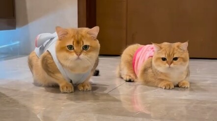 I love you, Cat Dad and Daughter!