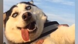 Lucu-Cuplikan Perilaku Konyol Anjing