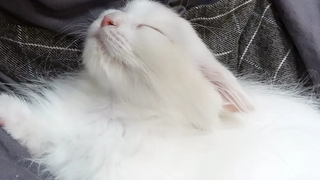 สุนทรียะของแมวที่ทำให้จิตใจเบิกบาน