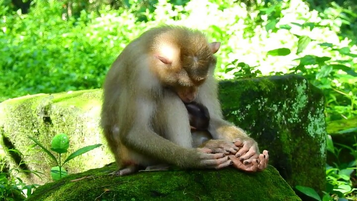 Pity mama Rose so tired, take care daughters little Rainbow