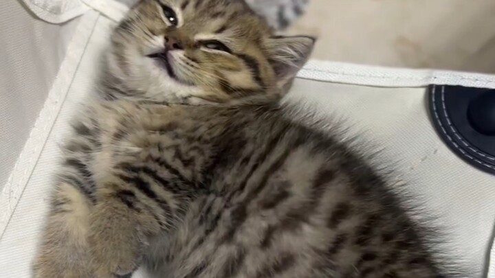 The little kitten I just bought is so chubby and cute!