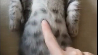 Telephone Cat