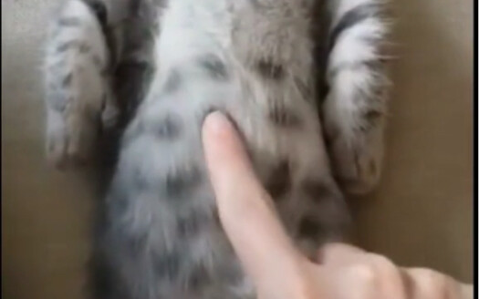 Telephone Cat