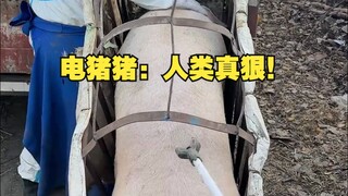 Electric Pig: Con người thật tàn nhẫn!