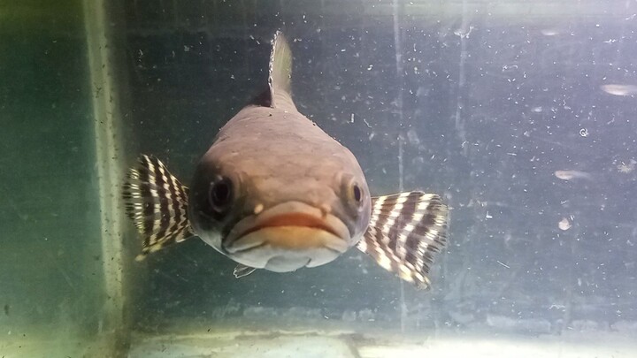 Si "Blue Vortex" Pulchra
