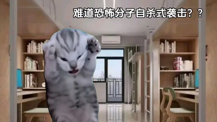 【猫meme】关于清明节前夕我学校炸了这件事