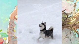 CUTE PET #น่ารัก&ตลก #5555+