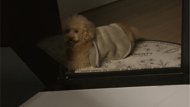 My dog gives me plenty of emotional fulfillment～
