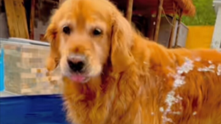 A bear hunted a deer and ripped its back to shreds—what caused this? Was it the bear?