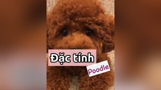 Đặc tính Poodle lại nha! Video trước hơi khó coi nè! thucung pet thucungcute thucungdethuong chó kcbweb nuoidaythucung