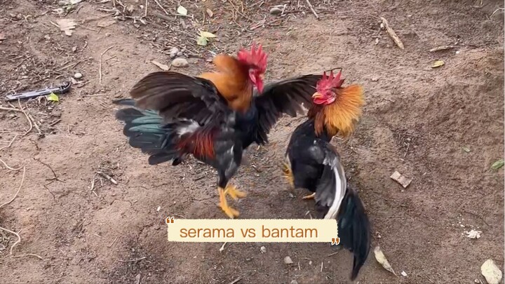 serama vs bantam