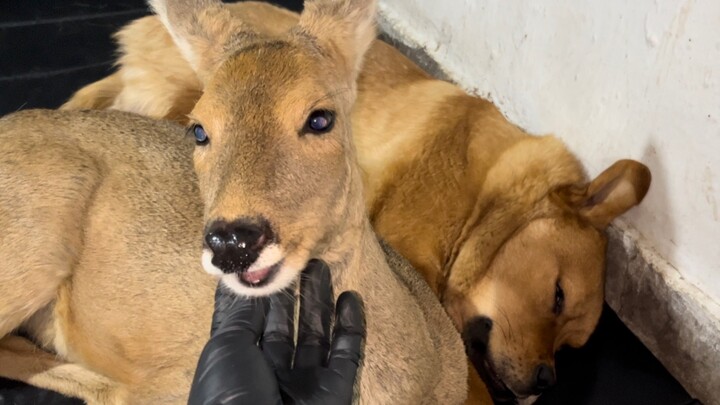 At three in the morning, the silly roe deer broke the glass just to hear the dog snoring