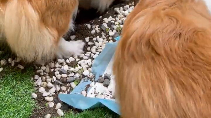 Taking 13 corgis to a shopping mall to verify Chengdu’s pet-friendly tolerance