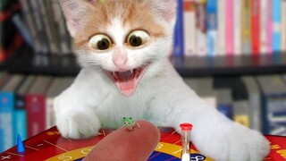 Funny Cat Videos ● That Will Make You Smile #12 - Funniest Dogs and Cats Videos