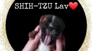 SHIH-TZU PUPPY | CUTE PUPPY PLAYING