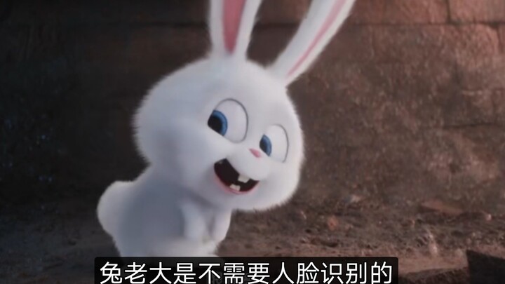 【يون جينهان】زعيم الأرانب لا يحتاج إلى التعرف على الوجه!